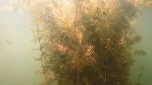 Milfoil
